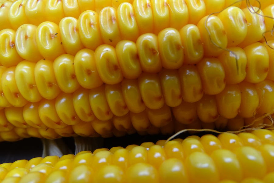 Rebellion Corn